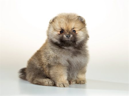 simsearch:400-05672007,k - Portrait of a Pomeranian puppy age of 1,5 month over white background Stockbilder - Microstock & Abonnement, Bildnummer: 400-07983632