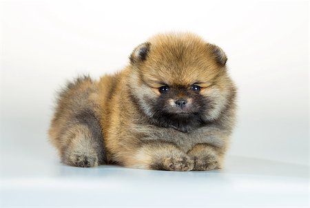 simsearch:400-05672007,k - Portrait of a Pomeranian puppy age of 1,5 month over white background Stockbilder - Microstock & Abonnement, Bildnummer: 400-07983633
