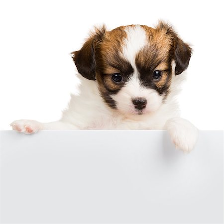 Papillon puppy age of one month relies on blank banner. White background Stock Photo - Budget Royalty-Free & Subscription, Code: 400-07983650