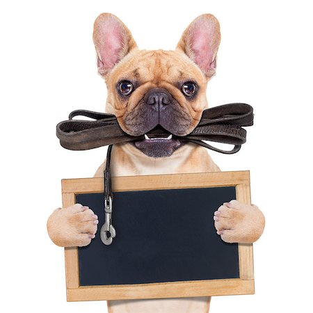 simsearch:400-08899981,k - fawn french bulldog with leather leash ready for a walk with owner, holding a blank blackboard,isolated on  white isolated background Foto de stock - Super Valor sin royalties y Suscripción, Código: 400-07983934