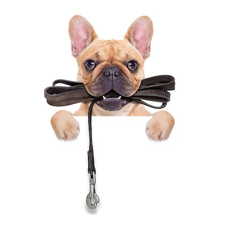 simsearch:400-08899981,k - fawn french bulldog with leather leash ready for a walk with owner, isolated on  white isolated background Foto de stock - Super Valor sin royalties y Suscripción, Código: 400-07983931