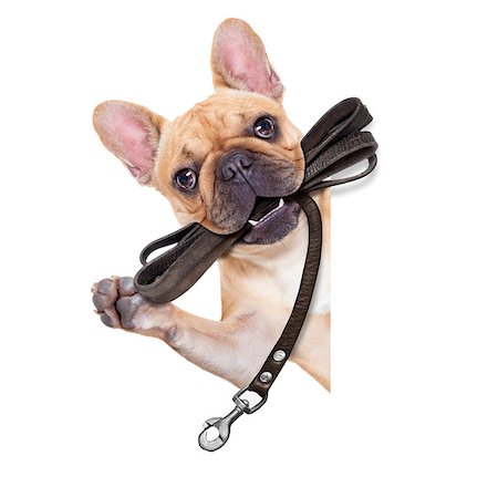 simsearch:400-08899981,k - fawn french bulldog with leather leash ready for a walk with owner, isolated on  white isolated background Foto de stock - Super Valor sin royalties y Suscripción, Código: 400-07983932