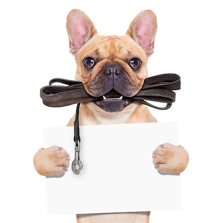 simsearch:400-08899981,k - fawn french bulldog with leather leash ready for a walk with owner, holding a blank banner or placard, isolated on  white isolated background Foto de stock - Super Valor sin royalties y Suscripción, Código: 400-07983933
