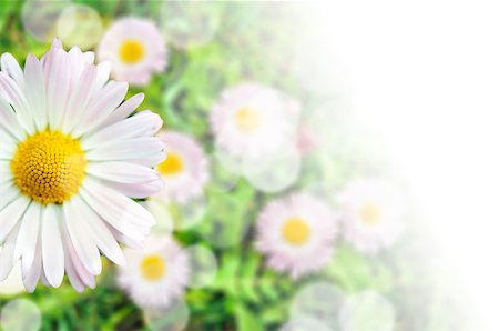 simsearch:400-07421243,k - Card composition of daisy blossom with white gradient Stock Photo - Budget Royalty-Free & Subscription, Code: 400-07994395
