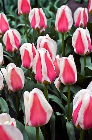 Tulips in the greenhouse in the Keukenhof park, Netherlands. Stock Photo - Budget Royalty-Free & Subscription, Code: 400-07994474
