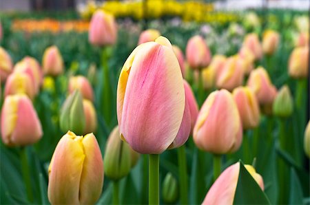 Tulips in the greenhouse in the Keukenhof park, Netherlands. Stock Photo - Budget Royalty-Free & Subscription, Code: 400-07994475