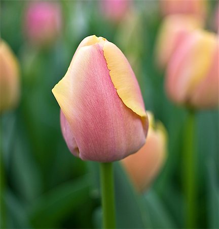 Tulips in the greenhouse in the Keukenhof park, Netherlands. Stock Photo - Budget Royalty-Free & Subscription, Code: 400-07994476
