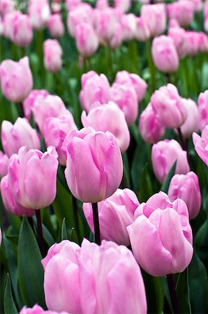 Tulips in the greenhouse in the Keukenhof park, Netherlands. Stock Photo - Budget Royalty-Free & Subscription, Code: 400-07994470