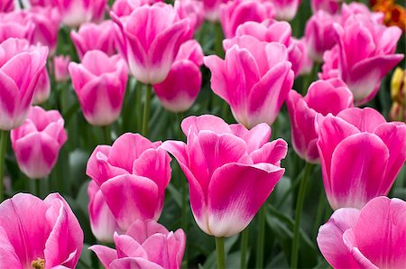 Tulips in the greenhouse in the Keukenhof park, Netherlands. Stock Photo - Budget Royalty-Free & Subscription, Code: 400-07994471