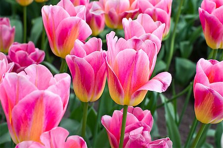 Tulips in the greenhouse in the Keukenhof park, Netherlands. Stock Photo - Budget Royalty-Free & Subscription, Code: 400-07994472