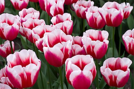Tulips in the greenhouse in the Keukenhof park, Netherlands. Stock Photo - Budget Royalty-Free & Subscription, Code: 400-07994473