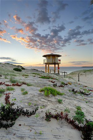 View across the sand dunes to the Wanda Beach surf life guard tower at sunrise.  Plants including Ice plant - Carpobrotus edulis in the foreground. Stockbilder - Microstock & Abonnement, Bildnummer: 400-07994635