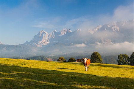 simsearch:400-07211148,k - On a farm in the high mountains in Austria Fotografie stock - Microstock e Abbonamento, Codice: 400-07994928