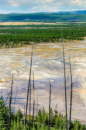 simsearch:400-05351326,k - Landscape view of Grand Prismatic area with dry trees, Yellowstone, USA Foto de stock - Royalty-Free Super Valor e Assinatura, Número: 400-07994966