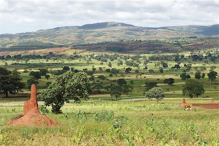 Landscape close to Yabelo, Ethiopia, Africa Foto de stock - Royalty-Free Super Valor e Assinatura, Número: 400-07996091