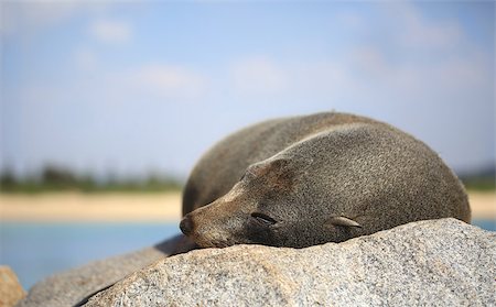 simsearch:700-00169118,k - Sleepy fur seal lazing on a rock in the glorious sunshine.  Fur seals are any of nine species of pinnipeds in the Otariidae family. Foto de stock - Super Valor sin royalties y Suscripción, Código: 400-07996883