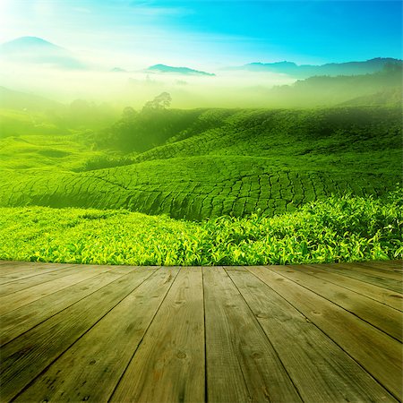 simsearch:400-06921179,k - Wood platform landscape view of tea plantation with blue sky in morning. Beautiful tea field Cameron Highlands in Malaysia. Fotografie stock - Microstock e Abbonamento, Codice: 400-07990368