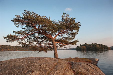 reemow (artist) - A solitary tree on Delsjö lake close to Gothenburg in Sweden. This picture was taken in autumn with a very peculiar light at the sunset. Foto de stock - Super Valor sin royalties y Suscripción, Código: 400-07992846