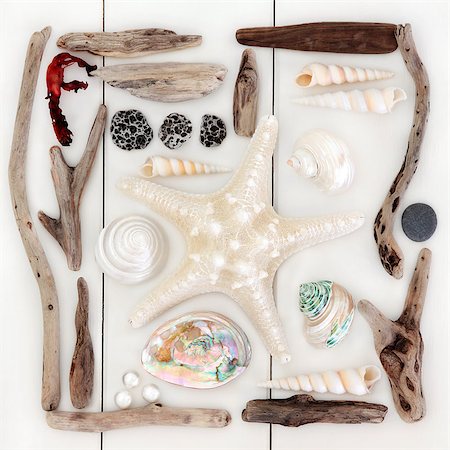 simsearch:400-07818974,k - Starfish and sea shell selection, driftwood, pearls and seaweed over wooden white background. Stock Photo - Budget Royalty-Free & Subscription, Code: 400-07992895