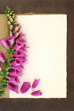 fingerhut (pflanze) - Foxglove flower border on a natural hemp notebook and brown paper background. Digitalis pupurea. Stockbilder - Microstock & Abonnement, Bildnummer: 400-07993014