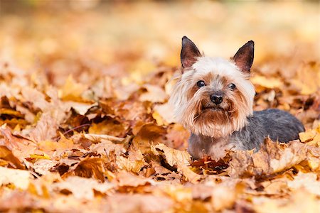 simsearch:400-06758392,k - Yorkshire Dog on the autumn leaves Photographie de stock - Aubaine LD & Abonnement, Code: 400-07993110