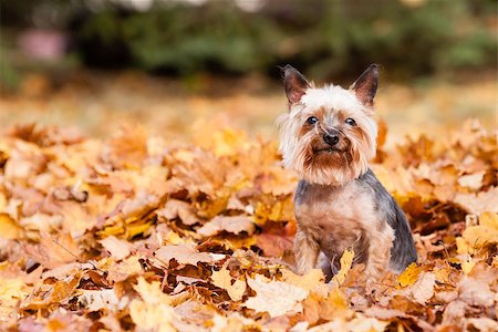 Yorkshire Dog on the autumn leaves Fotografie stock - Microstock e Abbonamento, Codice: 400-07993111