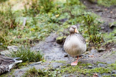 Goose standing on one leg Fotografie stock - Microstock e Abbonamento, Codice: 400-07993113