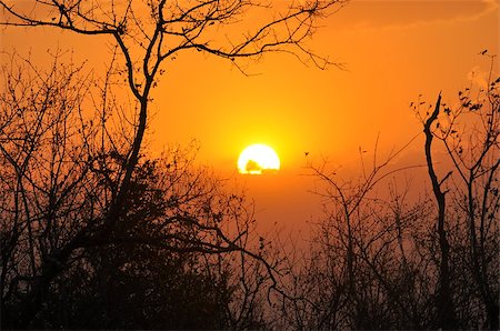 south africa and bushveld - A beautiful winter sunset in the South African bush Stock Photo - Budget Royalty-Free & Subscription, Code: 400-07993531