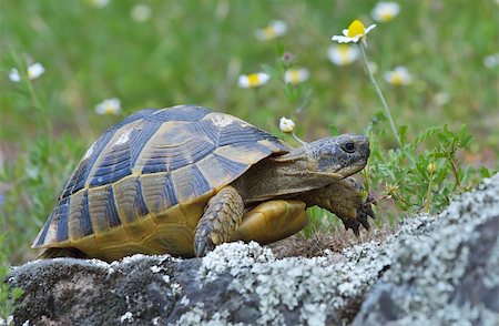 Spur thighed turtle (Testudo graeca) in natural habitat Stock Photo - Budget Royalty-Free & Subscription, Code: 400-07993545