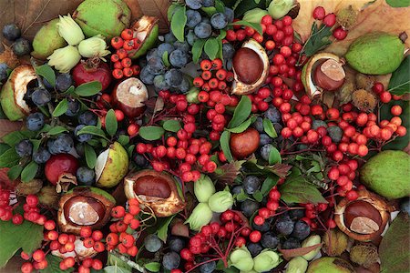 Autumn fruit and nut background border forming a background. Photographie de stock - Aubaine LD & Abonnement, Code: 400-07993656