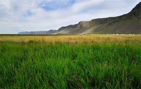simsearch:400-04083138,k - Icelandic grass Foto de stock - Super Valor sin royalties y Suscripción, Código: 400-07993928