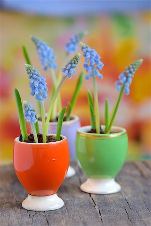 simsearch:689-03124006,k - grape hyacinths in a ceramic vase Photographie de stock - Aubaine LD & Abonnement, Code: 400-08014245