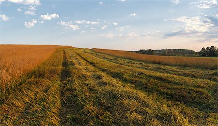 simsearch:400-08021518,k - Rural landscape with a field of golden grass. Harvest time. Stock Photo - Budget Royalty-Free & Subscription, Code: 400-08014786