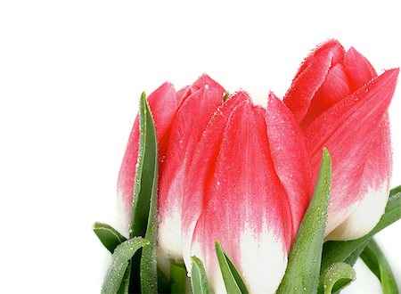 simsearch:400-08011304,k - Three Spring Magenta Tulips with Leafs and Water Drops isolated on white background Stock Photo - Budget Royalty-Free & Subscription, Code: 400-08015212