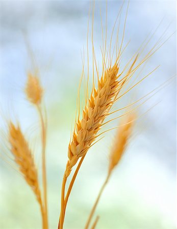 simsearch:400-07293838,k - Yellow grain ready for harvest Photographie de stock - Aubaine LD & Abonnement, Code: 400-08015234