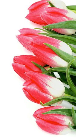 simsearch:400-08011304,k - Frame of Spring Magenta Tulips with Leafs and Water Drops isolated on white background Stock Photo - Budget Royalty-Free & Subscription, Code: 400-08015440