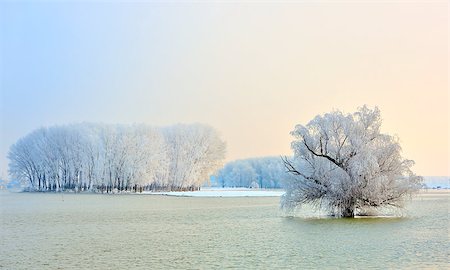 sleet - Frosty winter trees on Danube river Stock Photo - Budget Royalty-Free & Subscription, Code: 400-08015847