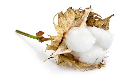 cotton - Gossypium hirsutum L. on white background Stock Photo - Budget Royalty-Free & Subscription, Code: 400-08016561