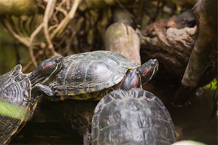 Three terrapin turtles in nature Photographie de stock - Aubaine LD & Abonnement, Code: 400-08017129