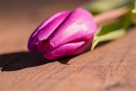 simsearch:400-08017513,k - Close up of pink tulip on wooden table Foto de stock - Super Valor sin royalties y Suscripción, Código: 400-08017458
