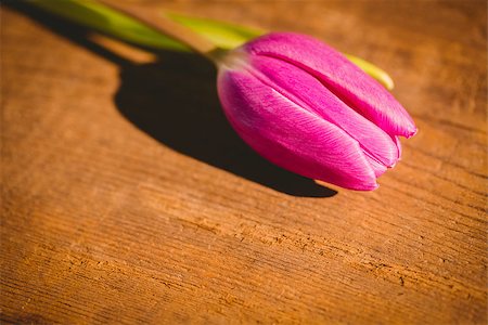 simsearch:400-08020454,k - Close up of pink tulip on wooden table Foto de stock - Super Valor sin royalties y Suscripción, Código: 400-08017459