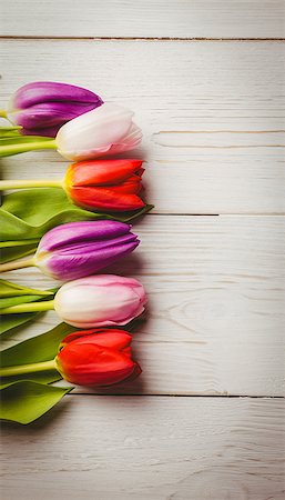 simsearch:400-08017474,k - Overhead of tulips on wooden table Foto de stock - Super Valor sin royalties y Suscripción, Código: 400-08017453