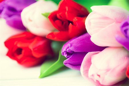 simsearch:400-08017474,k - Close up of colorful tulips Foto de stock - Super Valor sin royalties y Suscripción, Código: 400-08017460