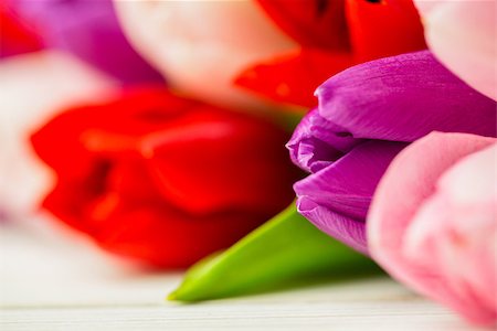 simsearch:400-08017469,k - Close up of colorful tulips Foto de stock - Super Valor sin royalties y Suscripción, Código: 400-08017461