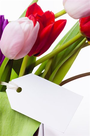 simsearch:400-08020454,k - Bunch of tulips and white card on white background Foto de stock - Super Valor sin royalties y Suscripción, Código: 400-08017504