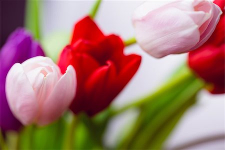 simsearch:400-08017469,k - Bunch of tulips on white background Foto de stock - Super Valor sin royalties y Suscripción, Código: 400-08017506