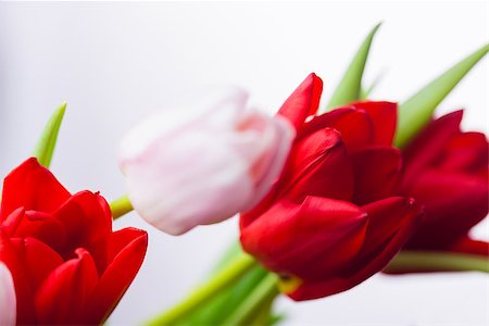 simsearch:400-08017469,k - Bunch of tulips on white background Foto de stock - Super Valor sin royalties y Suscripción, Código: 400-08017507