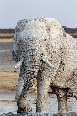 simsearch:400-04276083,k - White african elephants on waterhole, Etosha national Park, Ombika, Kunene, Namibia. True wildlife photography Stock Photo - Budget Royalty-Free & Subscription, Code: 400-08011007