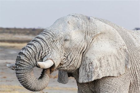 simsearch:400-04276083,k - White african elephants on waterhole, Etosha national Park, Ombika, Kunene, Namibia. True wildlife photography Stock Photo - Budget Royalty-Free & Subscription, Code: 400-08011008