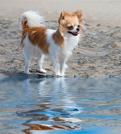 brown and white chihuahua on the beach Foto de stock - Super Valor sin royalties y Suscripción, Código: 400-08011150